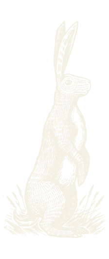 White Illustration of a hare sitting, part of Pippin's branding
